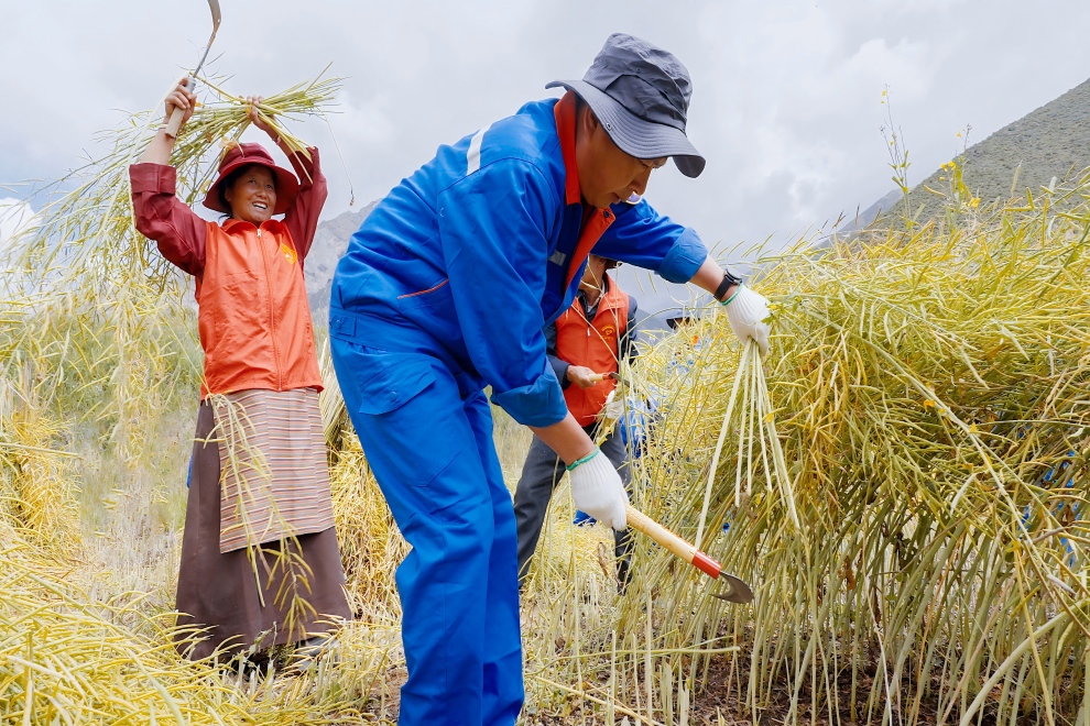 幫扶搶收菜籽油(1).jpg